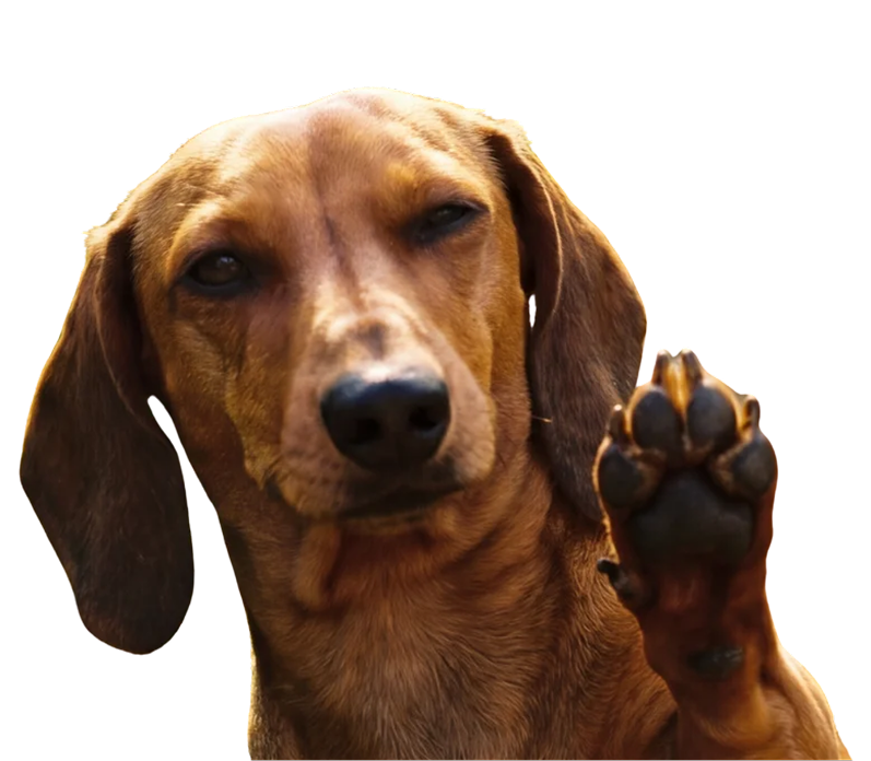 Dachshund Paw